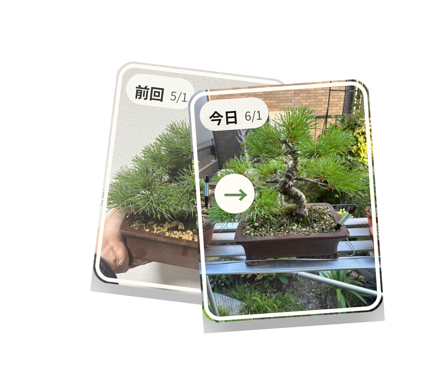 前回と今日の盆栽写真を並べて、同じ角度から成長を比較しているイメージ